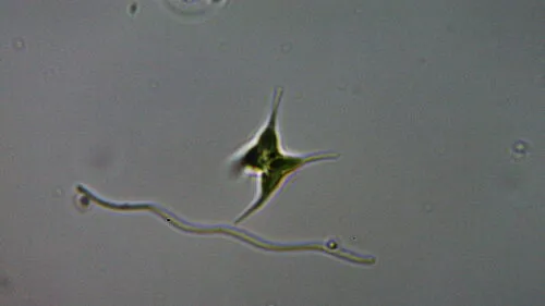 Chlorotetraedron incus