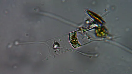 Acanthoceras zachariasii