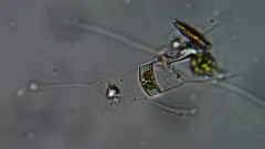Acanthoceras zachariasii thumbnail 1