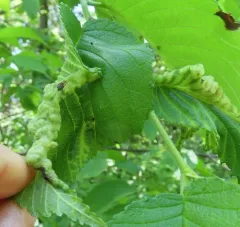 Woolly Elm Aphid thumbnail 4
