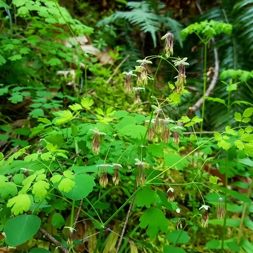 Western Meadow-rue