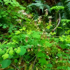 Western Meadow-rue thumbnail 1