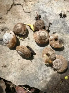 Lyrate Mountainsnail thumbnail 4