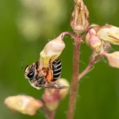 Andrews' Cellophane Bee thumbnail 2