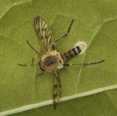 Furia ithacensis thumbnail 3