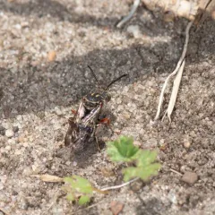 Interrupted Cellophane-cuckoo Bee thumbnail 2