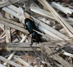 Harpalus amputatus thumbnail 4