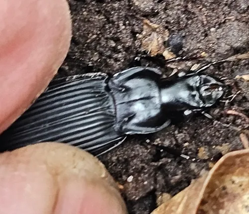 Dicaelus dilatatus