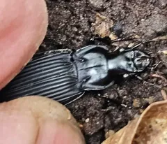 Dicaelus dilatatus thumbnail 1