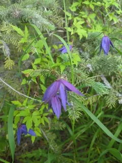 Alpine Clematis thumbnail 4