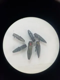 Agrilus smaragdifrons thumbnail 3