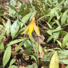 yellow trout lily thumbnail 5