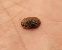 Pippingsköld's Bark-gnawing Beetle thumbnail 4