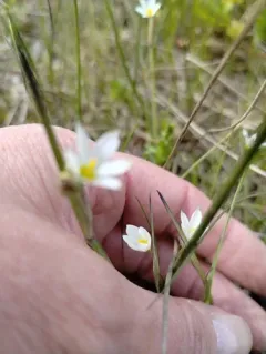Northern Blue-eyed-grass thumbnail 3