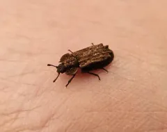 Calitys scabra thumbnail 2