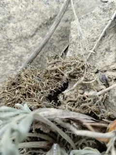 Desert Vagabond Lichen thumbnail 4