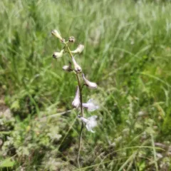 Wild Blue Larkspur thumbnail 2