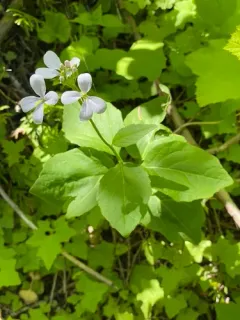 Constance's Bittercress thumbnail 2