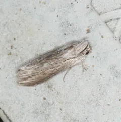 Shark Moth thumbnail 4