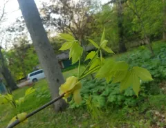 Shellbark Hickory thumbnail 4