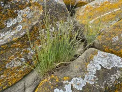 alaska alkali grass thumbnail 3
