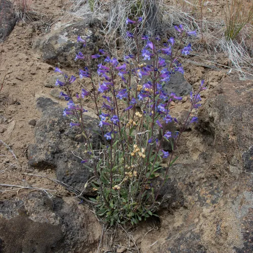 Low Beardtongue