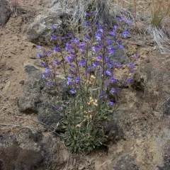 Low Beardtongue thumbnail 1