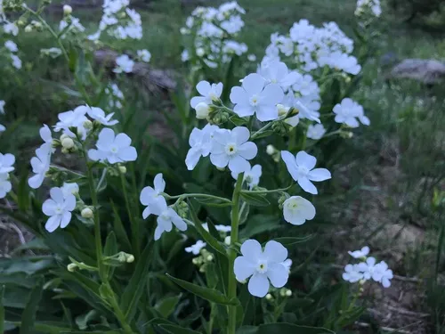 beautiful stickseed