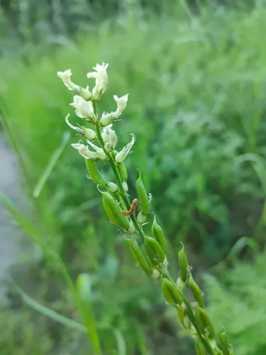 Palouse Milkvetch