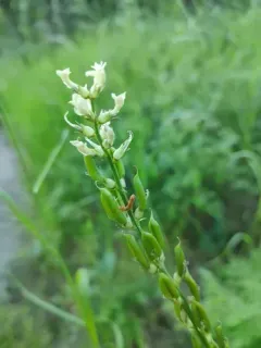 Palouse Milkvetch thumbnail 1