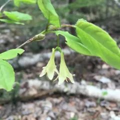 American fly-honeysuckle thumbnail 3