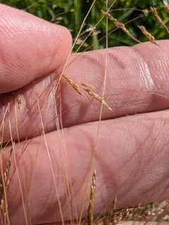 Winter Bentgrass thumbnail 4