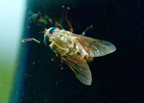 Hybomitra affinis