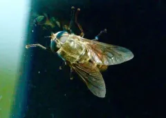 Hybomitra affinis thumbnail 1