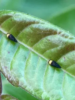 Calophya nigripennis thumbnail 4