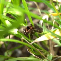 Heptagonal Orbweaver thumbnail 1