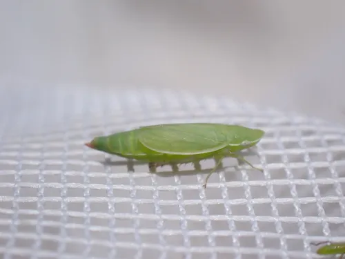 Hecalus major