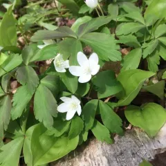 wood anemone thumbnail 2