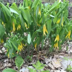 largeflower bellwort thumbnail 3