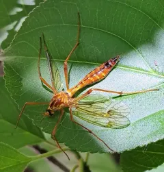 Ctenophora nubecula thumbnail 4