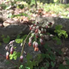 early meadow-rue thumbnail 2