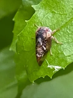 Cyrtolobus fuscipennis thumbnail 2