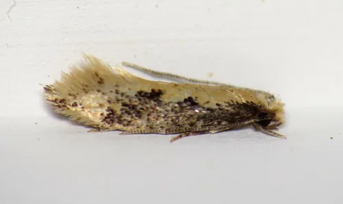 Mandarin Tinea Moth