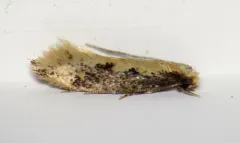 Mandarin Tinea Moth thumbnail 1