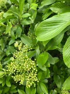 Siebold's Viburnum thumbnail 4