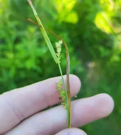 open-field sedge thumbnail 3