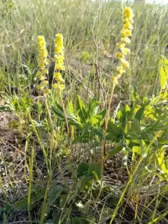 littleleaf alumroot thumbnail 4