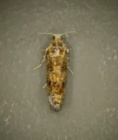 Northern Pitch Twig Moth thumbnail 3