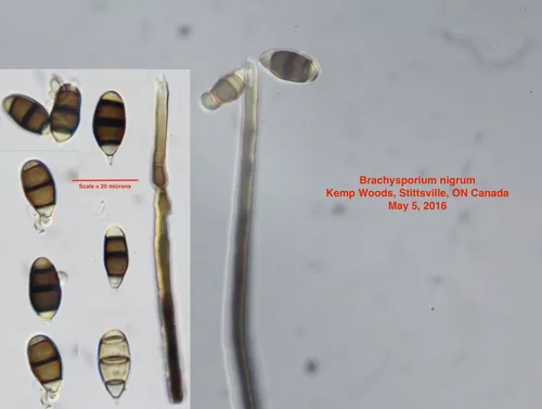 Brachysporium nigrum