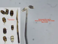 Brachysporium nigrum thumbnail 1